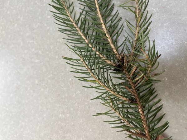 Roztoč smrekov&yacute;