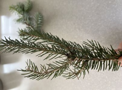 Roztoč smrekov&yacute;