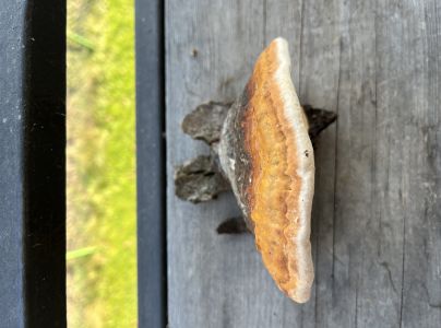 Pr&aacute;chnovček p&aacute;sikav&yacute; 