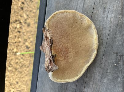 Pr&aacute;chnovček p&aacute;sikav&yacute; 