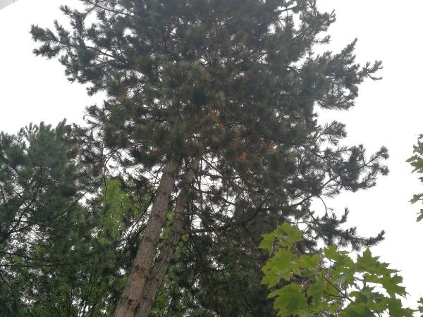 Pyknidovka beľov&aacute;