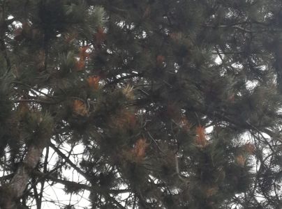 Pyknidovka beľov&aacute;