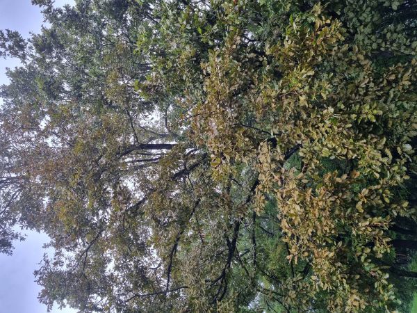 Sietnička dubov&aacute;