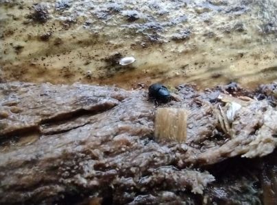 Lykokaz zrnit&yacute;