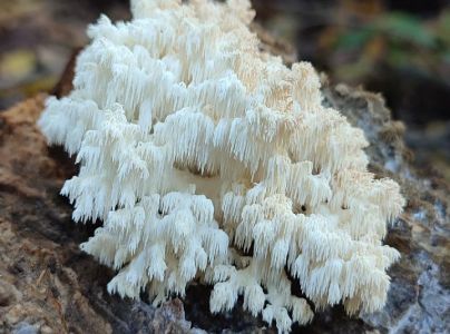 A - nie je v datab&aacute;ze