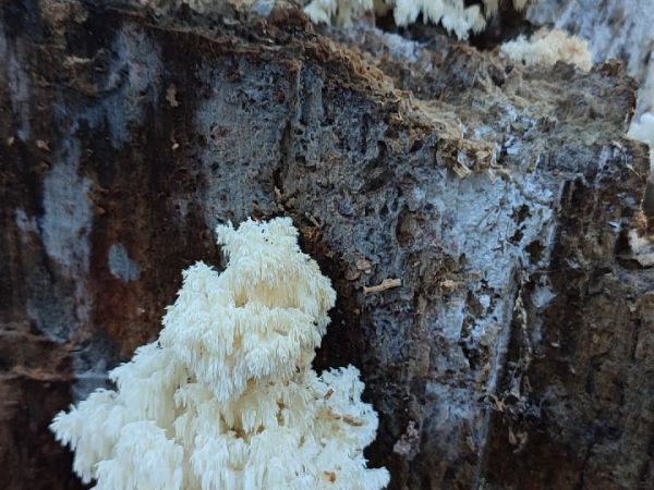 A - nie je v datab&aacute;ze