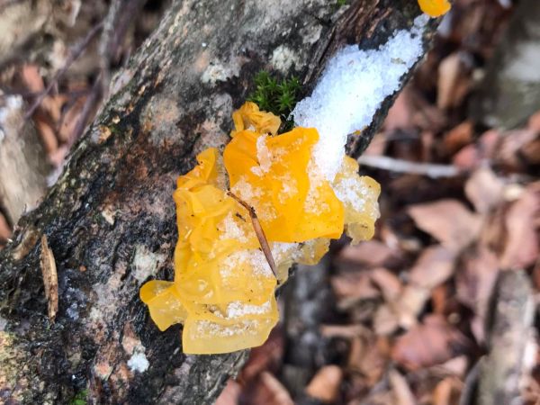 A - nie je v datab&aacute;ze