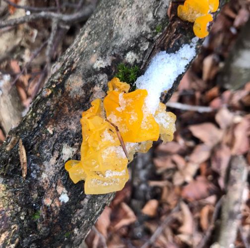  Róbert Víglašský