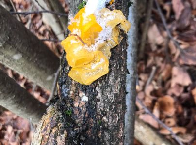 A - nie je v datab&aacute;ze