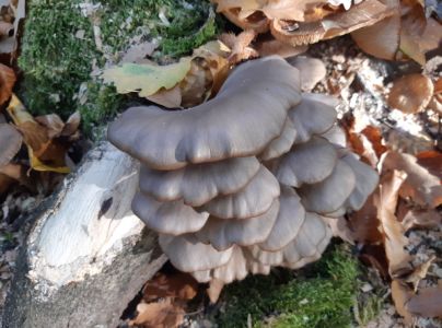 Hliva ustricovit&aacute;