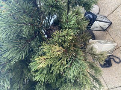 Sypavka borov&iacute;c hned&aacute;