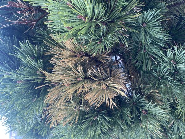 Sypavka borov&iacute;c hned&aacute;