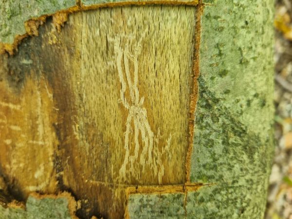 Lykožr&uacute;t bukov&yacute;