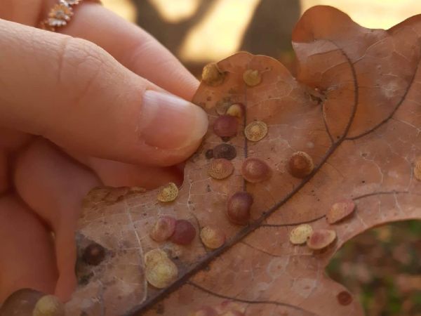 Hrčiarka Neuroterus quercusbaccarum