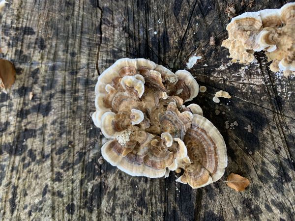 Tr&uacute;dnikovec pestr&yacute;