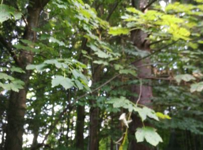 Čerň javorov&aacute;