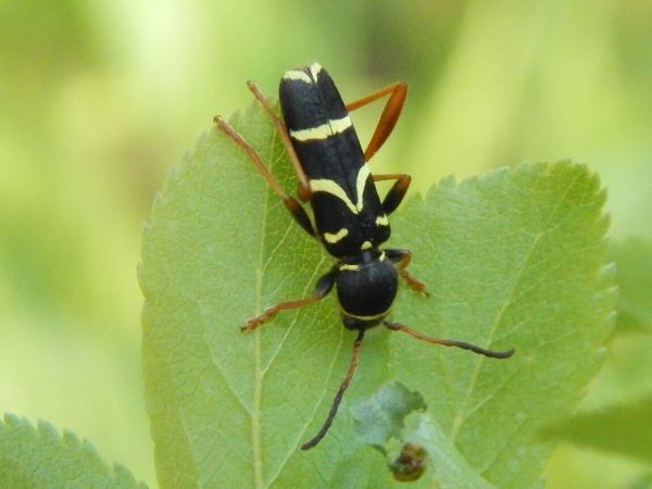 Fuz&aacute;č Clytus arietis