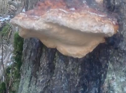 Pr&aacute;chnovček p&aacute;sikav&yacute; 