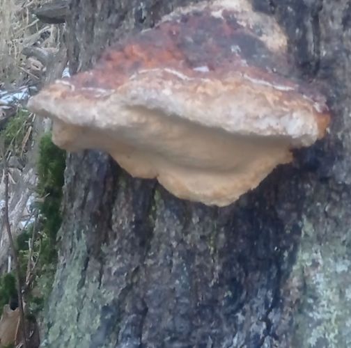 Katarína Resutíková Mandyčevská 