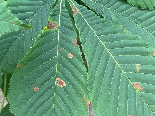 Plosk&aacute;čik paga&scaron;tanov&yacute;