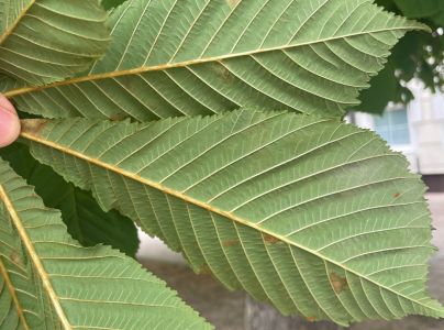 Plosk&aacute;čik paga&scaron;tanov&yacute;