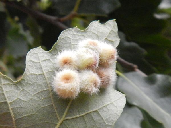 Hrčiarka Neuroterus lanuginosus