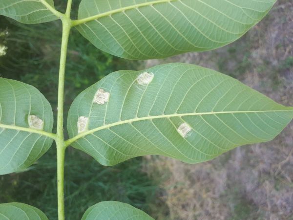 Roztoč Aceria erinea