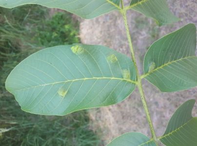 Roztoč Aceria erinea