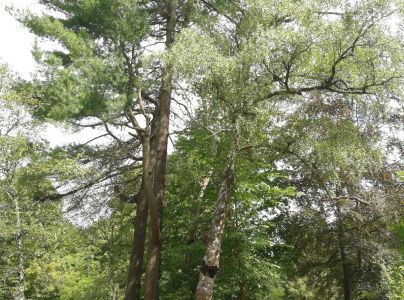 Ry&scaron;avec &scaron;ikm&yacute;