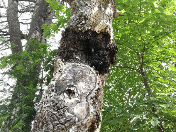 Ry&scaron;avec &scaron;ikm&yacute;