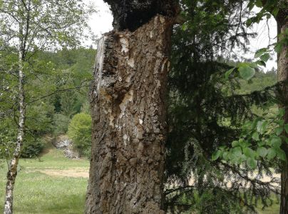 Ry&scaron;avec &scaron;ikm&yacute;