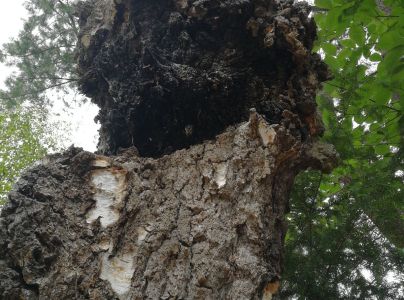 Ry&scaron;avec &scaron;ikm&yacute;