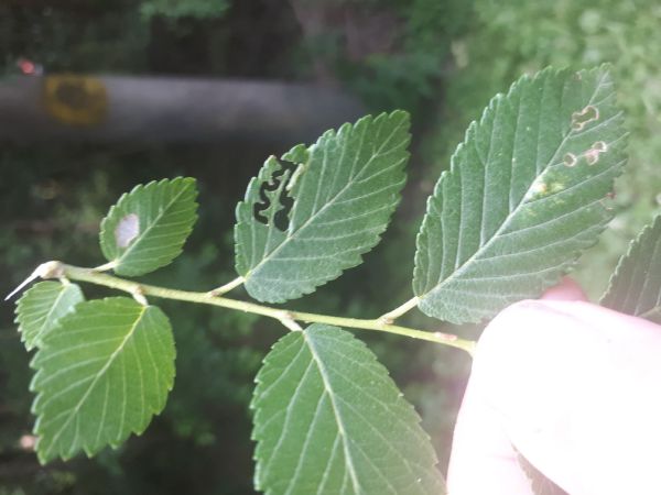 Ploskanka Aproceros leucopoda