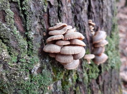 A - nie je v datab&aacute;ze