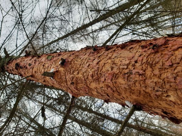 Fuz&aacute;č smrekovcov&yacute;