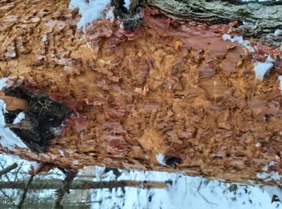 Fuz&aacute;č smrekovcov&yacute;