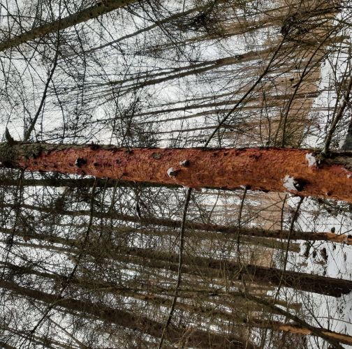 Miroslav Rybárik, OLH