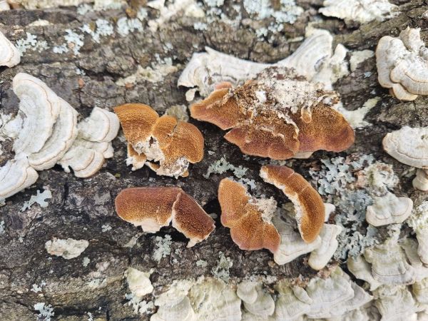 Pevn&iacute;k chlpat&yacute;