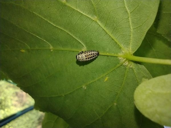 Liskavka topoľov&aacute;