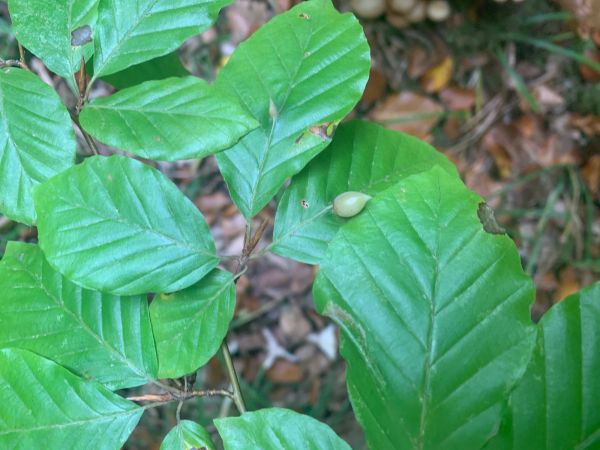 Byľomor bukov&yacute;
