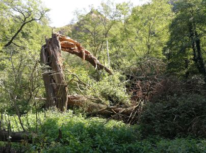 Ohňovec obyčajn&yacute;