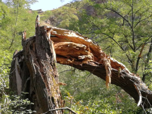 Ohňovec obyčajn&yacute;