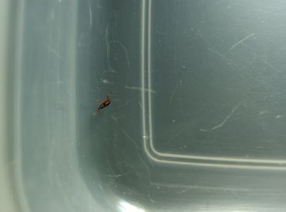 A - nie je v datab&aacute;ze