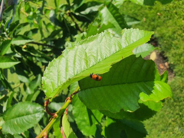 Vrbin&aacute;r hladk&yacute;