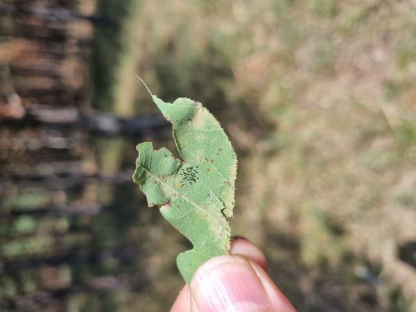 Sietnička dubov&aacute;