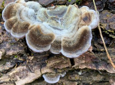 Tr&uacute;dnikovec chlpat&yacute;