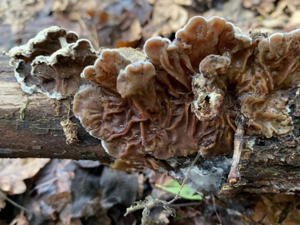 Tr&uacute;dnikovec chlpat&yacute;