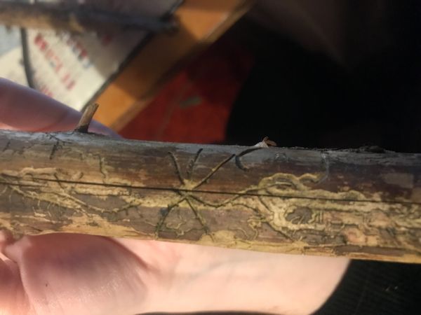 Lykožr&uacute;t dvojzub&yacute;