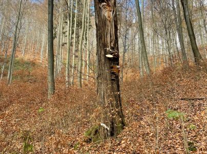 Tr&uacute;dnikovec zamatov&yacute;