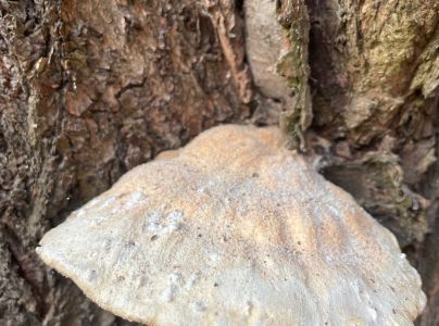 Tr&uacute;dnikovec zamatov&yacute;